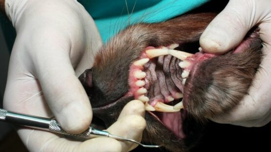 odontologia canina