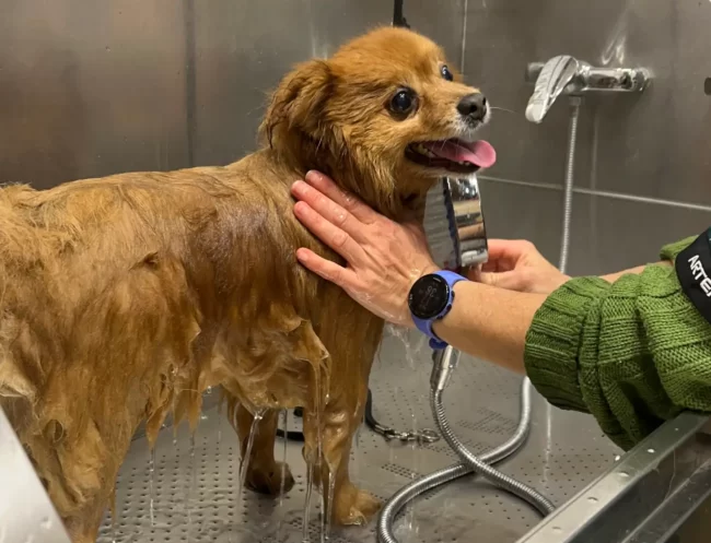 peluqueria canina castellon baño
