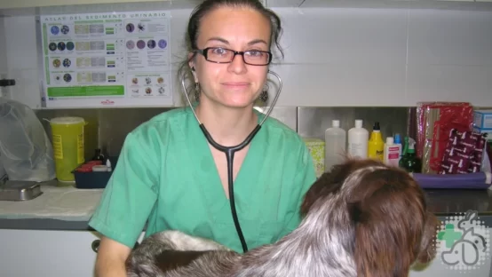 medicina veterinaria castellon centre veterinari de la plana con carmen veterinaria