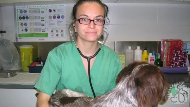 medicina veterinaria castellon centre veterinari de la plana con carmen veterinaria