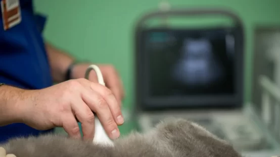 ecografia veterinaria en castellon