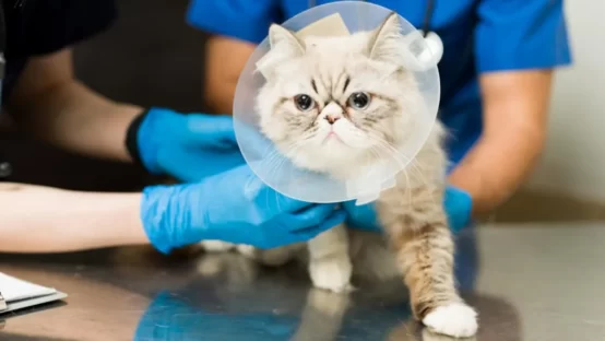 cirugia veterianria en castellon