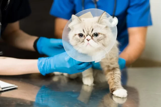 cirugia veterianria en castellon