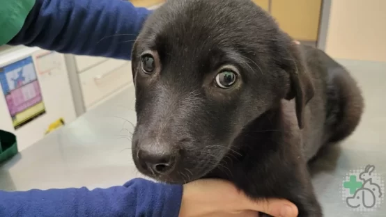 perrita para vacunar y desparasitar en castellon en la clinica centre veteri de la plana