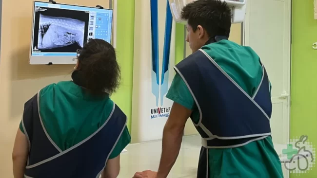 radiografia veterinaria gatos y perros en castellon en centre veternari de la plana con carmen y ximo