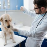 analítica veterinario