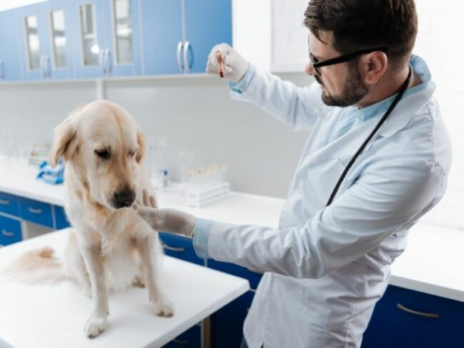 analítica veterinario