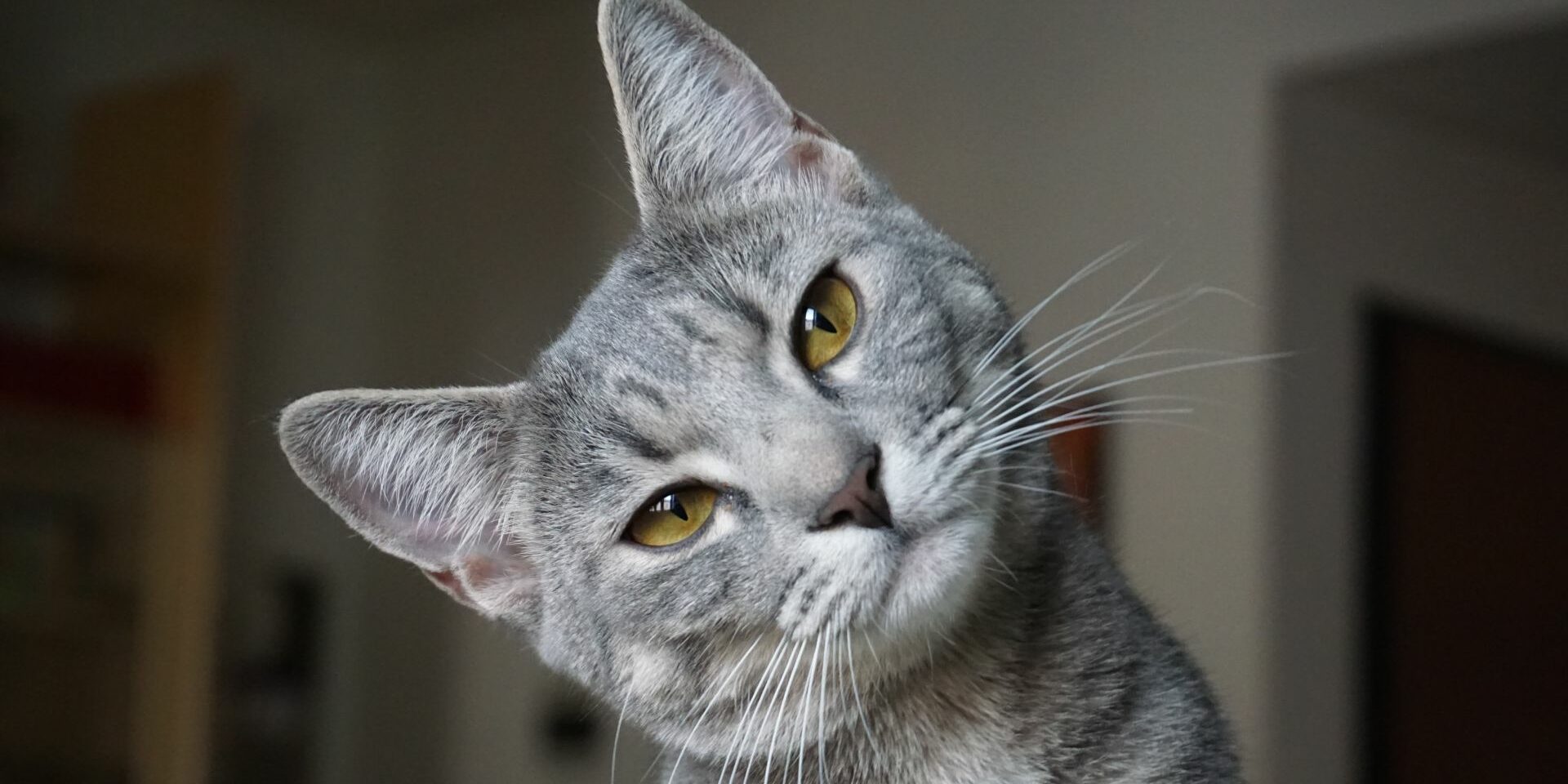 Cuidados a tu gato en invierno Cuidados a tu gato en invierno