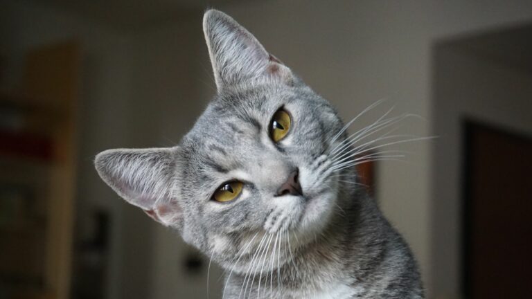 Cuidados a tu gato en invierno