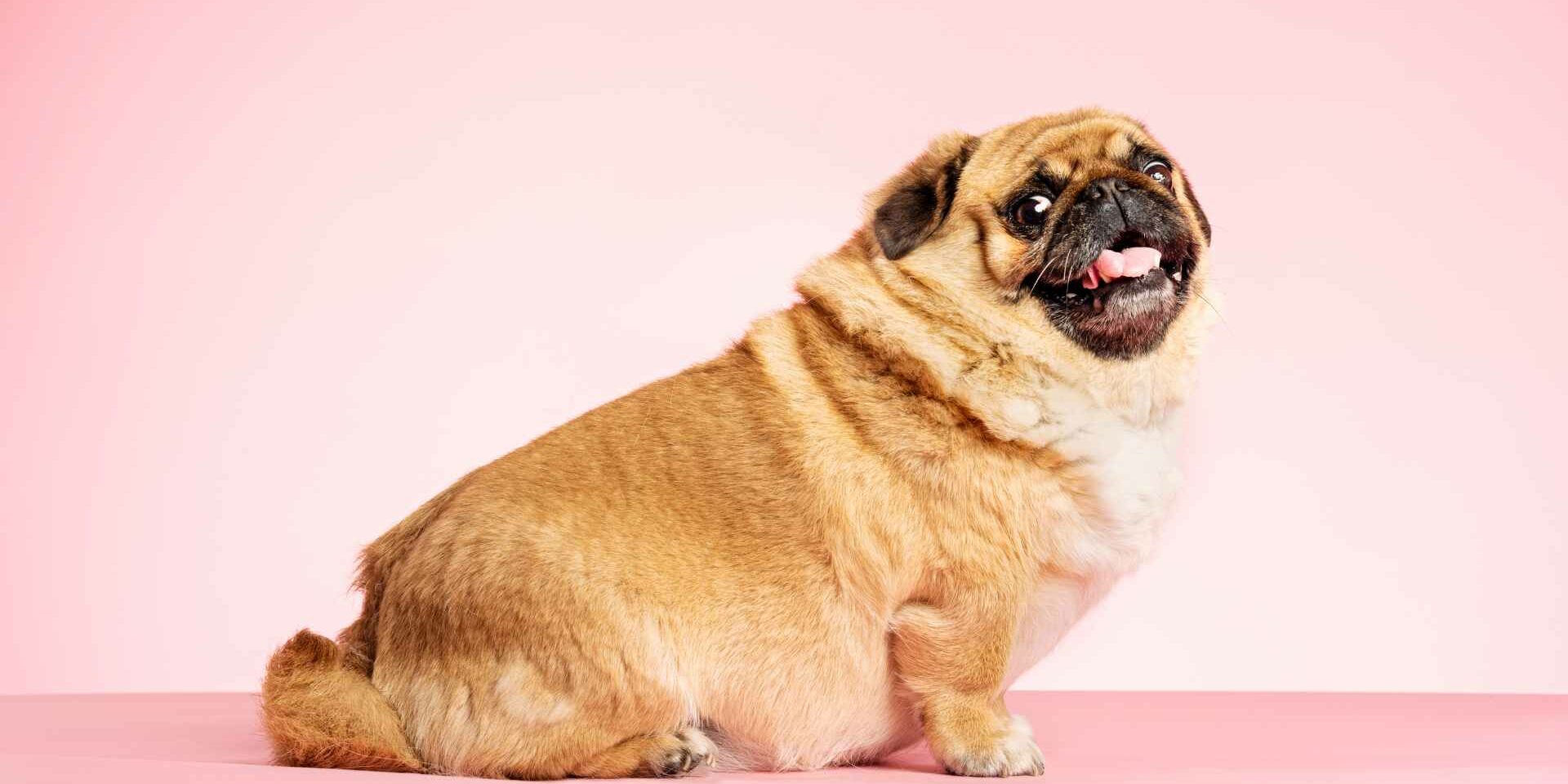 El Sobrepeso En Mascotas El Sobrepeso En Mascotas