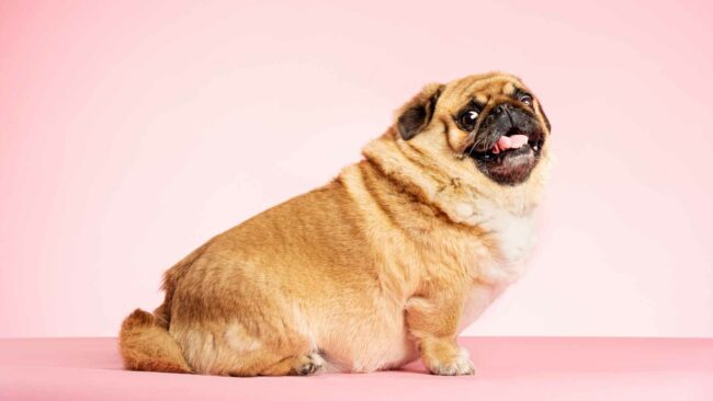 El Sobrepeso En Mascotas