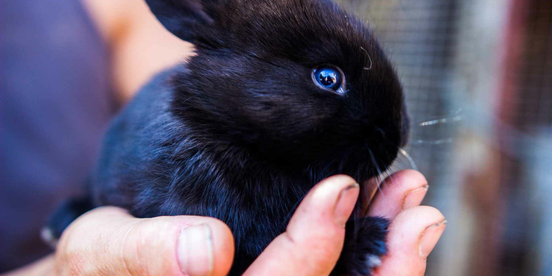 Conejo Como Mascota EL CONEJO COMO MASCOTA