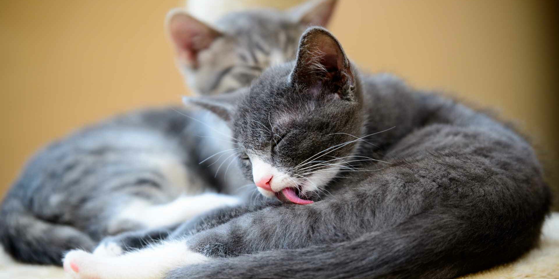 Gatos Y Bolas De Pelo Gatos Y Bolas De Pelo