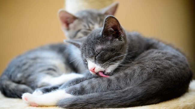 Gatos Y Bolas De Pelo