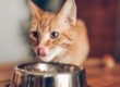 La Alimentación De Las Mascotas
