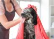 La Higiene De Las Mascotas