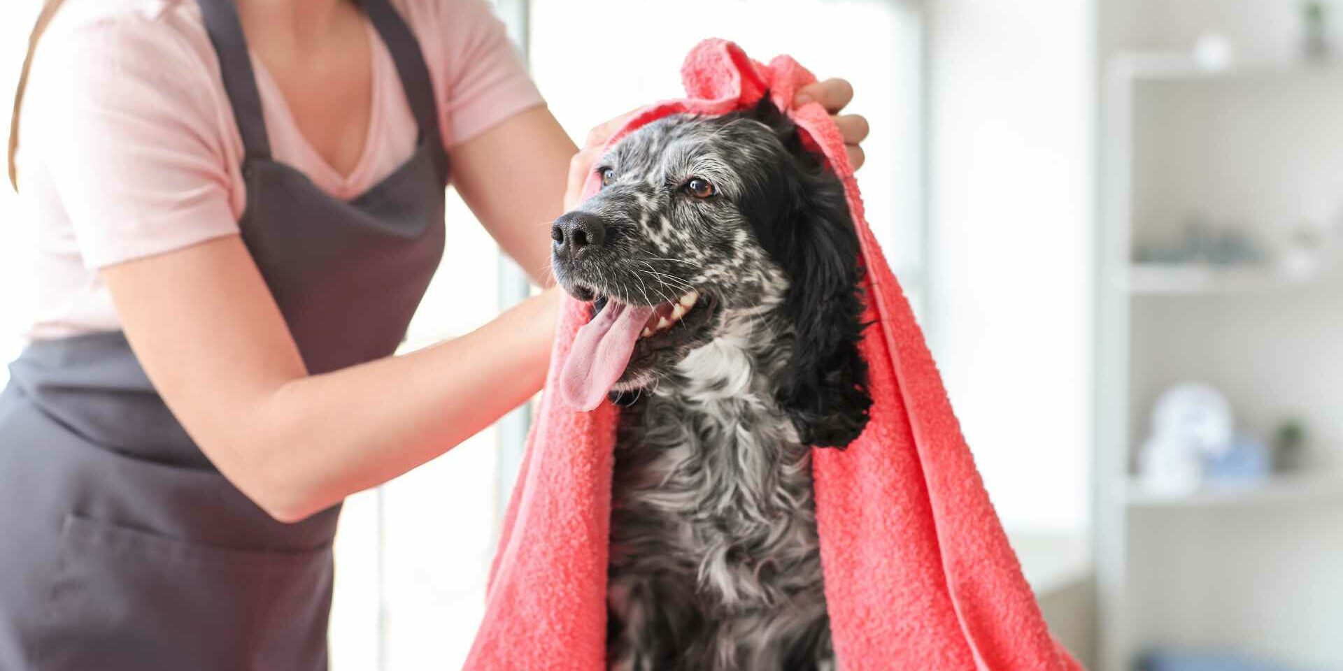 La Higiene De Las Mascotas La Higiene De Las Mascotas