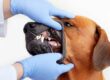 La higiene dental de tu mascota