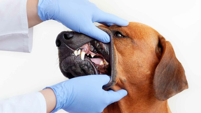 La higiene dental de tu mascota