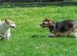 Socializacion De Las Mascotas