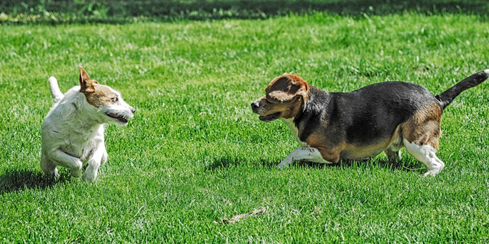 Socializacion De Las Mascotas Socializacion De Las Mascotas