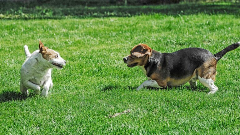Socializacion De Las Mascotas