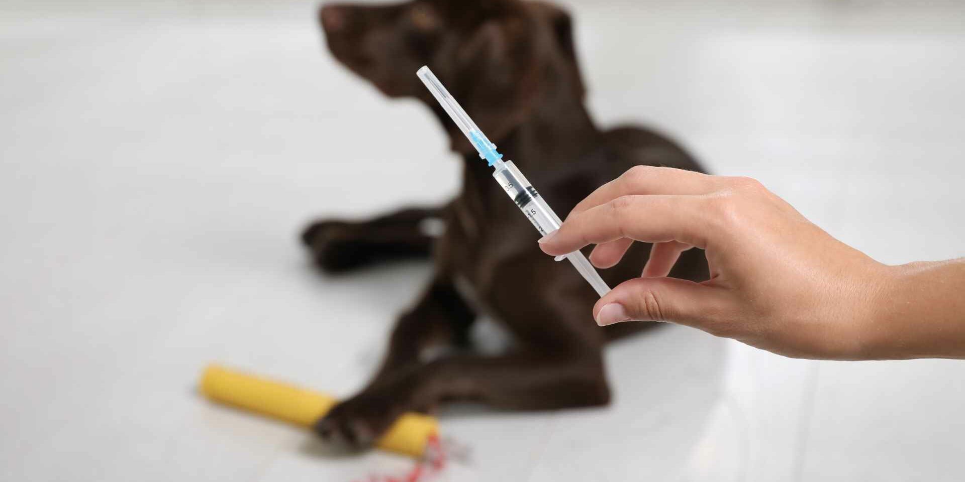 Vacunación De Las Mascotas Vacunación De Las Mascotas