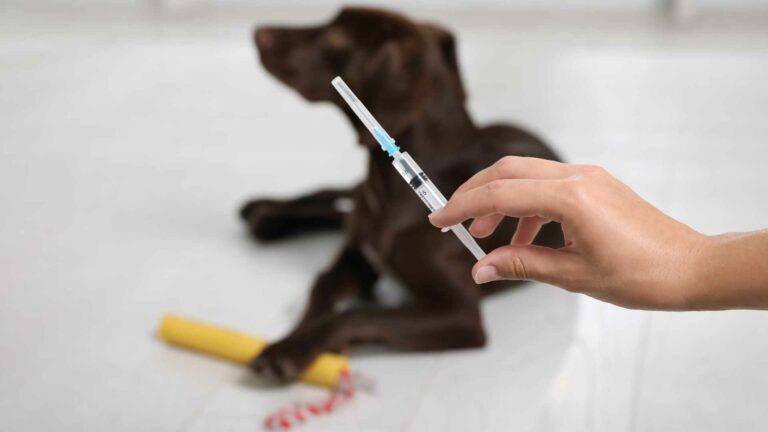 Vacunación De Las Mascotas