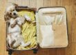 Viajar Con Tu Mascota