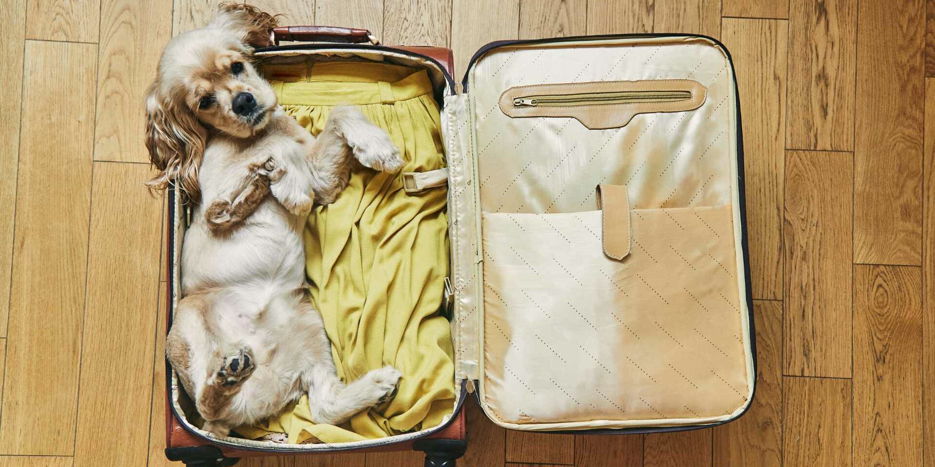 Viajar Con Tu Mascota Viajar Con Tu Mascota