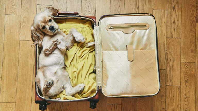Viajar Con Tu Mascota