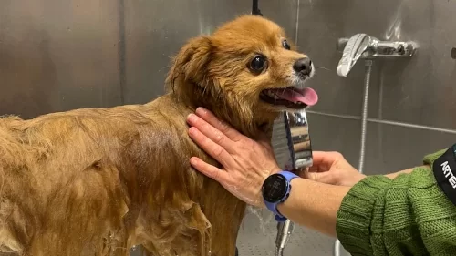 peluquería canina castellon baño